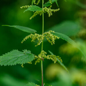 Wildkräuter im Jahreslauf - 4-tlg. Jahreskurs
