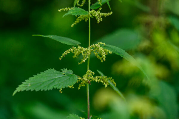 Wildkräuter im Jahreslauf - 4-tlg. Jahreskurs