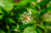 Wildkräuter entdecken